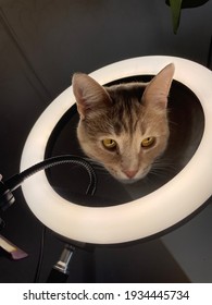 A Curious Ginger Cat With Its Head Stuck In A Ring-shaped Makeup Lamp. Kitten Illuminated By White Light. White Light Lamp, Reflected In The Eyes Of The Animal. Bright Highlights On The Eyes.