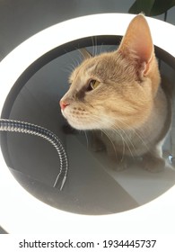 A Curious Ginger Cat With Its Head Stuck In A Ring-shaped Makeup Lamp. Kitten Illuminated By White Light. White Light Lamp, Reflected In The Eyes Of The Animal. Bright Highlights On The Eyes.