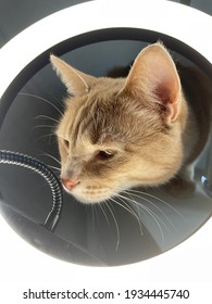 A Curious Ginger Cat With Its Head Stuck In A Ring-shaped Makeup Lamp. Kitten Illuminated By White Light. White Light Lamp, Reflected In The Eyes Of The Animal. Bright Highlights On The Eyes.