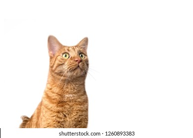Curious ginger cat Looking up. Isolated on white background with copy space.