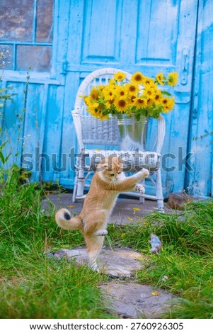 A curious ginger cat observes a small mouse mid-air, with a bouquet of sunflowers on a chair against a rustic blue door