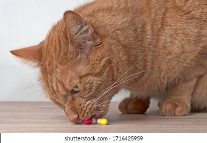 Curious Ginger Cat Stealing Medicine Capsules On The Table.