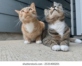 Curious Ginger and Grey Tabby Cats looking up while laying on a porch - Powered by Shutterstock