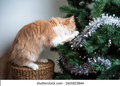 curious ginger white maine coon cat playing with christmas tree decorations - Powered by Shutterstock