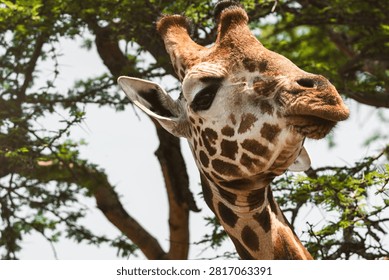Curious giraffe looking at camera beneath acacia branches