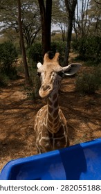 A curious giraffe looking directly at the camera in a natural setting in Kenya. Close up wildlife portrait capturing the gentle expression and distinctive patterned coat of one of Africa’s most iconic animals