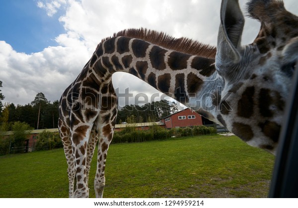 The\
curious giraffe meets people in the safari\
park
