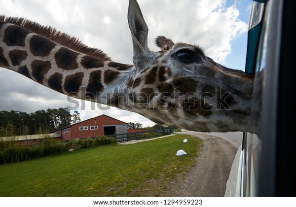 The
curious giraffe meets people in the safari
park