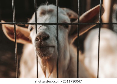 Curious Goat Behind Metal Fence - Powered by Shutterstock