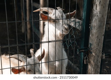 Curious Goat Behind Metal Fence - Powered by Shutterstock