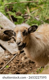 Curious goat looking at camera