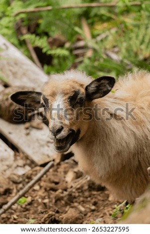 Curious goat looking at camera