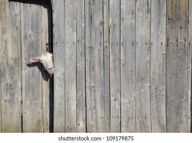 Curious goat peeking through the door of a wooden shed