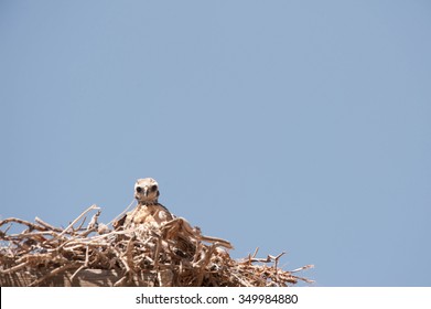 A Curious Golden Eagle Chick In A Next Looking Down At Photographer