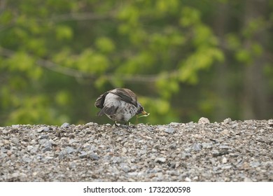 A Curious Gray Bird On Backyard That Looking For Bugs On A Small Plant.