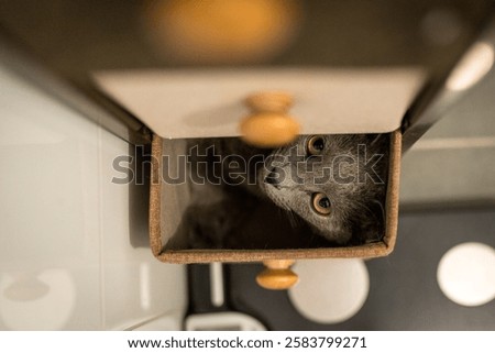 A curious gray cat peeks out from inside a drawer, its bright green eyes shining. The cat is partially hidden, creating a playful and mysterious scene.