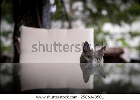 A curious gray cat peeks over a glossy table outdoors, its reflection adding to the scene's intrigue. The background is softly blurred, focusing attention on the cat.