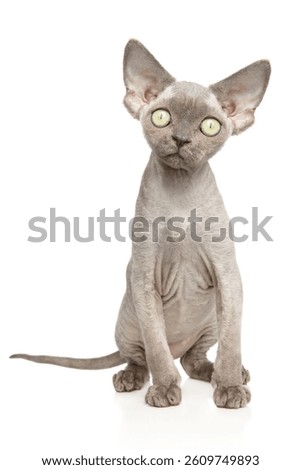 Curious gray Devon Rex kitten sitting and looking up with big green eyes on white background