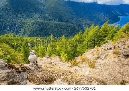 A curious Gray Jay bird is captured in a close-up view, perched near the exposed summit of Mount Storm King in Olympic National Park.