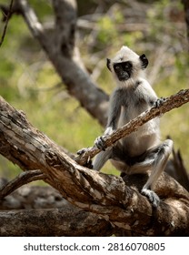Curious gray langur monkey (Semnopithecus priam) holding a branch against a soft blurred background in Sri Lanka.