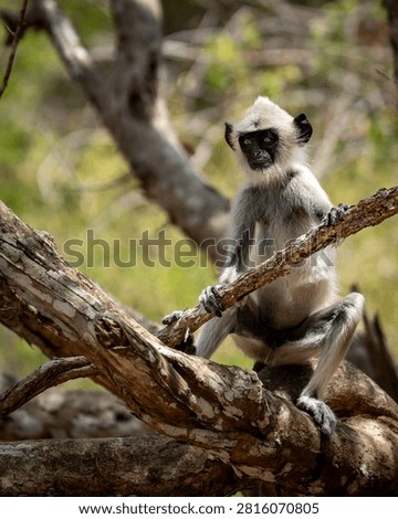 Curious gray langur monkey (Semnopithecus priam) holding a branch against a soft blurred background in Sri Lanka.