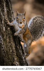 Curious Gray Squirrel Clinging to Tree With Nut in Mouth Close-Up Portrait

Curious gray squirrel clings to a tree trunk holding a large nut in its mouth, captured in sharp close-up with a soft blurred background conveying nature, playfulness, and autumn warmth.