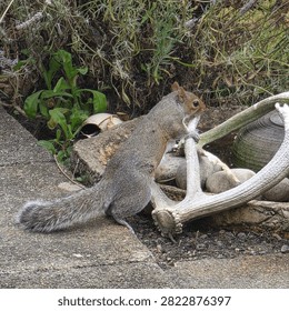 Curious Gray Squirrel Standing and Resting Paws on Deer Antler in Garden