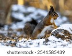 A curious gray squirrel standing upright in the snow, surveying its surroundings in a wintery outdoor environment