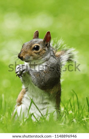 Similar – Image, Stock Photo grey squirrel in the park