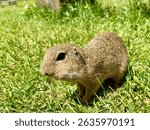 Curious ground squirrel looking at camera in natural habitat