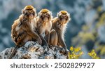 Curious group of Barbary macaque monkeys huddled together on a rocky outcrop their inquisitive faces and nimble gestures captured with a shallow depth of field to create a timeless 