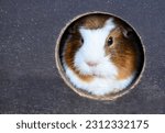 A curious Guinea pig sitting and looking from his house.Domestic cavy with white ginger fur and black eyes.Pets concept.Selective focus.