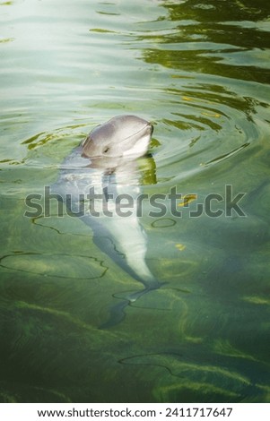 Curious Harbour porpoise or Phocoena phocoena in summer sunshine and clear water