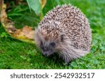 Curious Hedgehog: A Close-Up of Nature’s Little Gardener