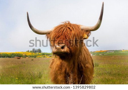 Curious highlandcow in the meadow