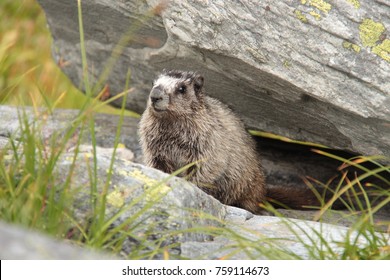 Curious Hoary Marmot