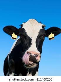 Curious Holstein Cow