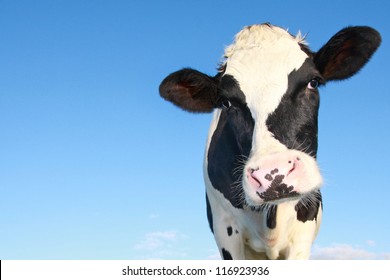 curious holstein cow against blue sky