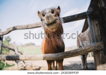 Similar – Image, Stock Photo Cute and curious horse