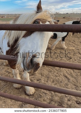 Similar – Image, Stock Photo Cute and curious horse