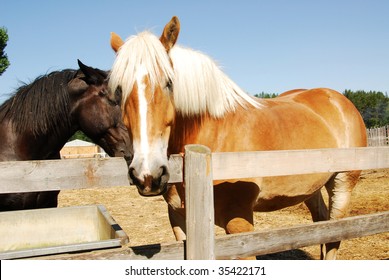 Curious Horses In Farm At Fort Edmonton Park, Edmonton, Alberta, Canada