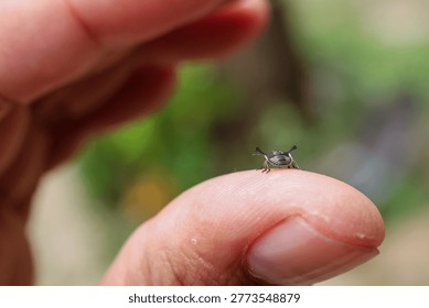 Curious human holding tiny tick insect close to skin of finger in cautious macro view against blurred outdoor nature background showing delicate details of small forest parasite