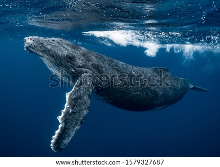 A curious Humpback whale calf in the emerald blue water of Tonga