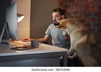 Curious husky dog pet  seeking owner's attention at his desk as he concentrates on working at his computer