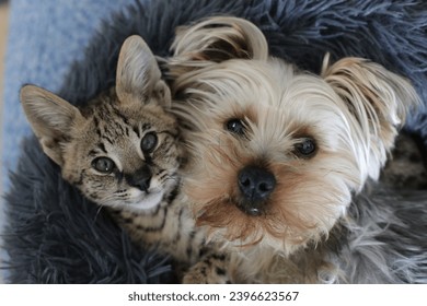 Curious image of tiny cat and lapdog sleeping together in the very same bed