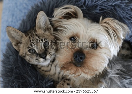 Curious image of tiny cat and lapdog sleeping together in the very same bed