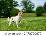 Curious Jack Russell Terrier dog Standing in a Vibrant Green Meadow on a Sunny Day. Playful dog at morning walking