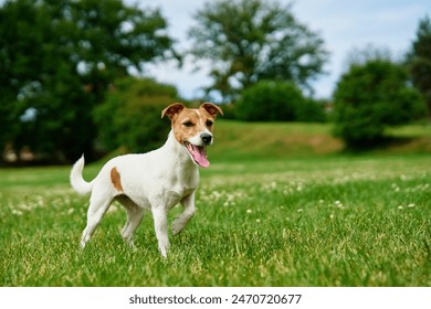 Curious Jack Russell Terrier dog Standing in a Vibrant Green Meadow on a Sunny Day. Playful dog at morning walking