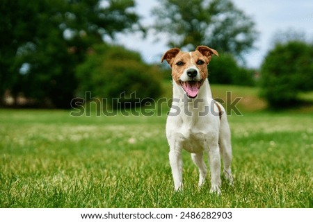 Similar – Image, Stock Photo Curious interested dog looks into camera