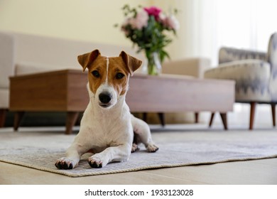 Curious Jack Russell Terrier puppy looking at the camera. Adorable doggy with folded ears lying on the floor at home. Vase with flowers on coffee table. Close up, copy space, cozy interior background.